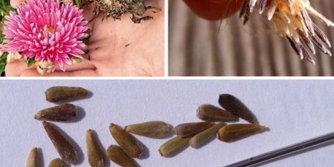 Kdy zasít astra do sazenic v roce 2022: příznivé dny na lunárním kalendáři, čas přistání